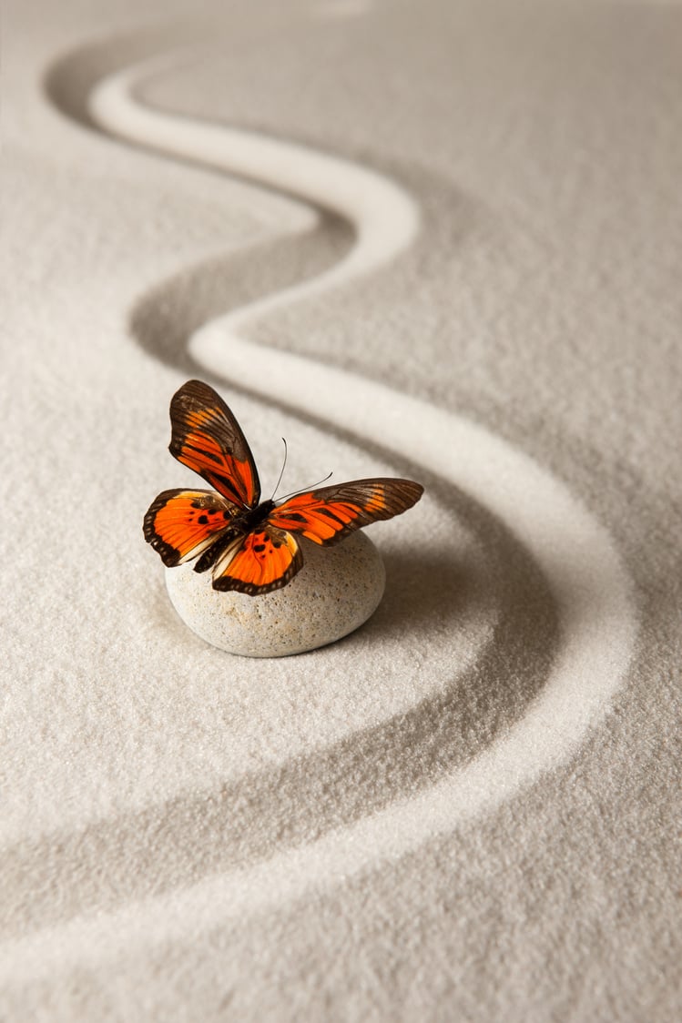 Zen butterfly